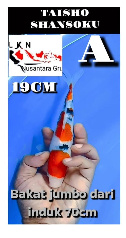 Lelang Koi Online, Jual Beli Ikan Koi, Pusat Jual Beli Koi, Info Lelang Koi Hari Ini, Platform Jual Beli Koi, Jual Beli Ikan Koi Online, Marketplace Ikan Koi, Jual Koi Terbaik, Tempat Beli Koi Berkualitas, Pasar Ikan Koi Online Terpercaya, Penjual Ikan Koi Terpercaya, Beli Koi Hias Online, Ikan Koi untuk Dijual, Koi Kualitas Terbaik, Toko Online Ikan Koi, Koi Hias Untuk Dijual, Jual Beli Ikan Koi Lokal, Koi Indonesia Online, Pusat Jual Beli Koi Terbesar