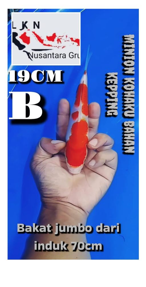 Lelang Koi Online, Jual Beli Ikan Koi, Pusat Jual Beli Koi, Info Lelang Koi Hari Ini, Platform Jual Beli Koi, Jual Beli Ikan Koi Online, Marketplace Ikan Koi, Jual Koi Terbaik, Tempat Beli Koi Berkualitas, Pasar Ikan Koi Online Terpercaya, Penjual Ikan Koi Terpercaya, Beli Koi Hias Online, Ikan Koi untuk Dijual, Koi Kualitas Terbaik, Toko Online Ikan Koi, Koi Hias Untuk Dijual, Jual Beli Ikan Koi Lokal, Koi Indonesia Online, Pusat Jual Beli Koi Terbesar