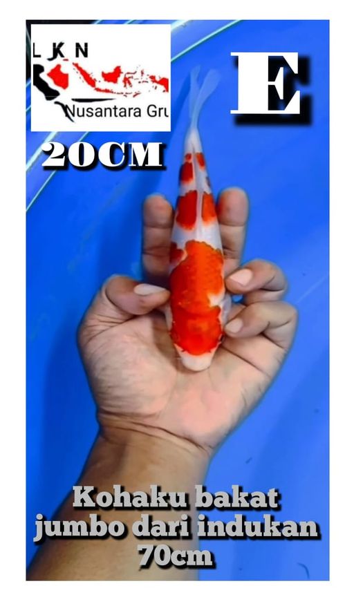 Lelang Koi Online, Jual Beli Ikan Koi, Pusat Jual Beli Koi, Info Lelang Koi Hari Ini, Platform Jual Beli Koi, Jual Beli Ikan Koi Online, Marketplace Ikan Koi, Jual Koi Terbaik, Tempat Beli Koi Berkualitas, Pasar Ikan Koi Online Terpercaya, Penjual Ikan Koi Terpercaya, Beli Koi Hias Online, Ikan Koi untuk Dijual, Koi Kualitas Terbaik, Toko Online Ikan Koi, Koi Hias Untuk Dijual, Jual Beli Ikan Koi Lokal, Koi Indonesia Online, Pusat Jual Beli Koi Terbesar