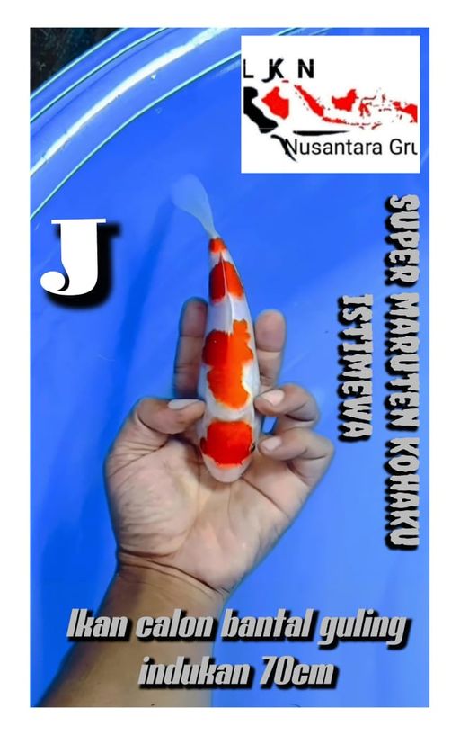 Lelang Koi Online, Jual Beli Ikan Koi, Pusat Jual Beli Koi, Info Lelang Koi Hari Ini, Platform Jual Beli Koi, Jual Beli Ikan Koi Online, Marketplace Ikan Koi, Jual Koi Terbaik, Tempat Beli Koi Berkualitas, Pasar Ikan Koi Online Terpercaya, Penjual Ikan Koi Terpercaya, Beli Koi Hias Online, Ikan Koi untuk Dijual, Koi Kualitas Terbaik, Toko Online Ikan Koi, Koi Hias Untuk Dijual, Jual Beli Ikan Koi Lokal, Koi Indonesia Online, Pusat Jual Beli Koi Terbesar