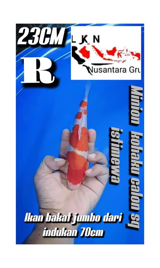 Lelang Koi Online, Jual Beli Ikan Koi, Pusat Jual Beli Koi, Info Lelang Koi Hari Ini, Platform Jual Beli Koi, Jual Beli Ikan Koi Online, Marketplace Ikan Koi, Jual Koi Terbaik, Tempat Beli Koi Berkualitas, Pasar Ikan Koi Online Terpercaya, Penjual Ikan Koi Terpercaya, Beli Koi Hias Online, Ikan Koi untuk Dijual, Koi Kualitas Terbaik, Toko Online Ikan Koi, Koi Hias Untuk Dijual, Jual Beli Ikan Koi Lokal, Koi Indonesia Online, Pusat Jual Beli Koi Terbesar