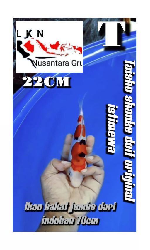 Lelang Koi Online, Jual Beli Ikan Koi, Pusat Jual Beli Koi, Info Lelang Koi Hari Ini, Platform Jual Beli Koi, Jual Beli Ikan Koi Online, Marketplace Ikan Koi, Jual Koi Terbaik, Tempat Beli Koi Berkualitas, Pasar Ikan Koi Online Terpercaya, Penjual Ikan Koi Terpercaya, Beli Koi Hias Online, Ikan Koi untuk Dijual, Koi Kualitas Terbaik, Toko Online Ikan Koi, Koi Hias Untuk Dijual, Jual Beli Ikan Koi Lokal, Koi Indonesia Online, Pusat Jual Beli Koi Terbesar