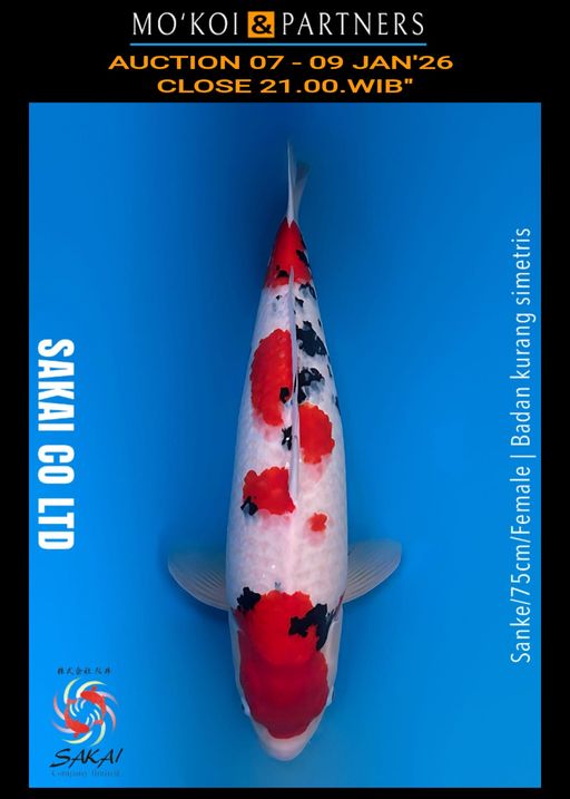 Lelang Koi Online, Jual Beli Ikan Koi, Pusat Jual Beli Koi, Info Lelang Koi Hari Ini, Platform Jual Beli Koi, Jual Beli Ikan Koi Online, Marketplace Ikan Koi, Jual Koi Terbaik, Tempat Beli Koi Berkualitas, Pasar Ikan Koi Online Terpercaya, Penjual Ikan Koi Terpercaya, Beli Koi Hias Online, Ikan Koi untuk Dijual, Koi Kualitas Terbaik, Toko Online Ikan Koi, Koi Hias Untuk Dijual, Jual Beli Ikan Koi Lokal, Koi Indonesia Online, Pusat Jual Beli Koi Terbesar