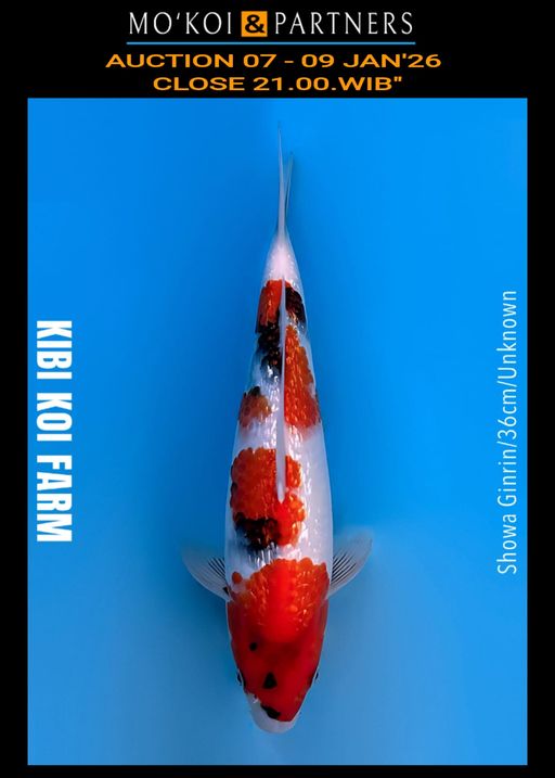 Lelang Koi Online, Jual Beli Ikan Koi, Pusat Jual Beli Koi, Info Lelang Koi Hari Ini, Platform Jual Beli Koi, Jual Beli Ikan Koi Online, Marketplace Ikan Koi, Jual Koi Terbaik, Tempat Beli Koi Berkualitas, Pasar Ikan Koi Online Terpercaya, Penjual Ikan Koi Terpercaya, Beli Koi Hias Online, Ikan Koi untuk Dijual, Koi Kualitas Terbaik, Toko Online Ikan Koi, Koi Hias Untuk Dijual, Jual Beli Ikan Koi Lokal, Koi Indonesia Online, Pusat Jual Beli Koi Terbesar