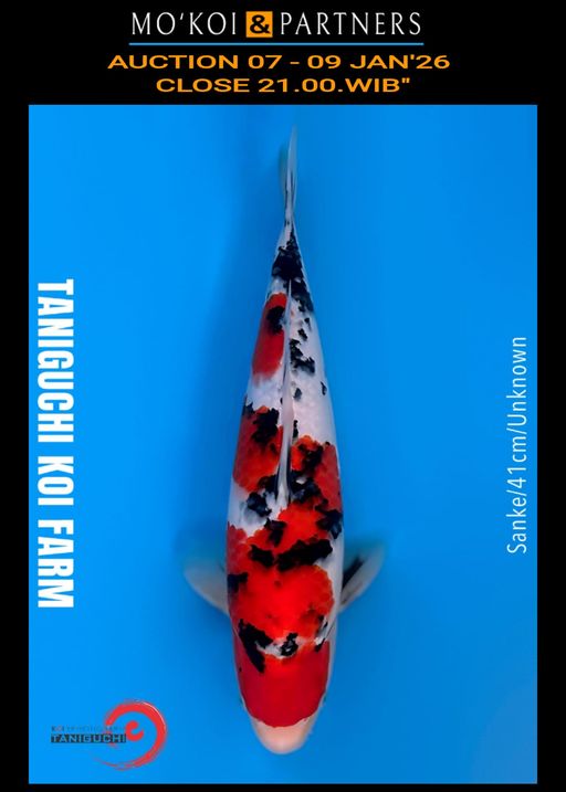 Lelang Koi Online, Jual Beli Ikan Koi, Pusat Jual Beli Koi, Info Lelang Koi Hari Ini, Platform Jual Beli Koi, Jual Beli Ikan Koi Online, Marketplace Ikan Koi, Jual Koi Terbaik, Tempat Beli Koi Berkualitas, Pasar Ikan Koi Online Terpercaya, Penjual Ikan Koi Terpercaya, Beli Koi Hias Online, Ikan Koi untuk Dijual, Koi Kualitas Terbaik, Toko Online Ikan Koi, Koi Hias Untuk Dijual, Jual Beli Ikan Koi Lokal, Koi Indonesia Online, Pusat Jual Beli Koi Terbesar