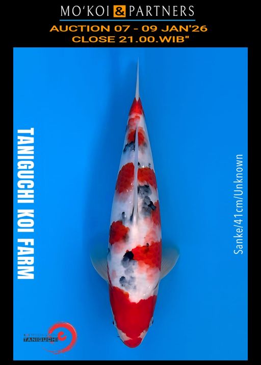 Lelang Koi Online, Jual Beli Ikan Koi, Pusat Jual Beli Koi, Info Lelang Koi Hari Ini, Platform Jual Beli Koi, Jual Beli Ikan Koi Online, Marketplace Ikan Koi, Jual Koi Terbaik, Tempat Beli Koi Berkualitas, Pasar Ikan Koi Online Terpercaya, Penjual Ikan Koi Terpercaya, Beli Koi Hias Online, Ikan Koi untuk Dijual, Koi Kualitas Terbaik, Toko Online Ikan Koi, Koi Hias Untuk Dijual, Jual Beli Ikan Koi Lokal, Koi Indonesia Online, Pusat Jual Beli Koi Terbesar