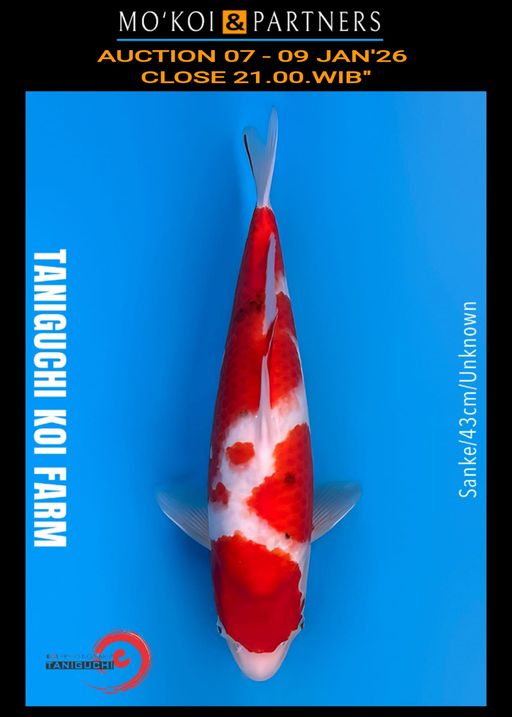 Lelang Koi Online, Jual Beli Ikan Koi, Pusat Jual Beli Koi, Info Lelang Koi Hari Ini, Platform Jual Beli Koi, Jual Beli Ikan Koi Online, Marketplace Ikan Koi, Jual Koi Terbaik, Tempat Beli Koi Berkualitas, Pasar Ikan Koi Online Terpercaya, Penjual Ikan Koi Terpercaya, Beli Koi Hias Online, Ikan Koi untuk Dijual, Koi Kualitas Terbaik, Toko Online Ikan Koi, Koi Hias Untuk Dijual, Jual Beli Ikan Koi Lokal, Koi Indonesia Online, Pusat Jual Beli Koi Terbesar