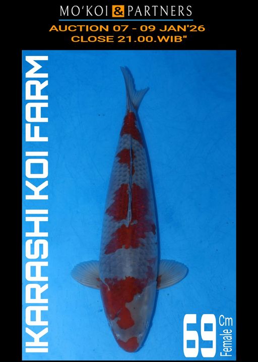 Lelang Koi Online, Jual Beli Ikan Koi, Pusat Jual Beli Koi, Info Lelang Koi Hari Ini, Platform Jual Beli Koi, Jual Beli Ikan Koi Online, Marketplace Ikan Koi, Jual Koi Terbaik, Tempat Beli Koi Berkualitas, Pasar Ikan Koi Online Terpercaya, Penjual Ikan Koi Terpercaya, Beli Koi Hias Online, Ikan Koi untuk Dijual, Koi Kualitas Terbaik, Toko Online Ikan Koi, Koi Hias Untuk Dijual, Jual Beli Ikan Koi Lokal, Koi Indonesia Online, Pusat Jual Beli Koi Terbesar