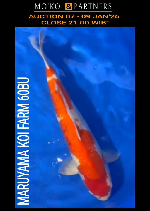 Lelang Koi Online, Jual Beli Ikan Koi, Pusat Jual Beli Koi, Info Lelang Koi Hari Ini, Platform Jual Beli Koi, Jual Beli Ikan Koi Online, Marketplace Ikan Koi, Jual Koi Terbaik, Tempat Beli Koi Berkualitas, Pasar Ikan Koi Online Terpercaya, Penjual Ikan Koi Terpercaya, Beli Koi Hias Online, Ikan Koi untuk Dijual, Koi Kualitas Terbaik, Toko Online Ikan Koi, Koi Hias Untuk Dijual, Jual Beli Ikan Koi Lokal, Koi Indonesia Online, Pusat Jual Beli Koi Terbesar