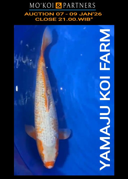 Lelang Koi Online, Jual Beli Ikan Koi, Pusat Jual Beli Koi, Info Lelang Koi Hari Ini, Platform Jual Beli Koi, Jual Beli Ikan Koi Online, Marketplace Ikan Koi, Jual Koi Terbaik, Tempat Beli Koi Berkualitas, Pasar Ikan Koi Online Terpercaya, Penjual Ikan Koi Terpercaya, Beli Koi Hias Online, Ikan Koi untuk Dijual, Koi Kualitas Terbaik, Toko Online Ikan Koi, Koi Hias Untuk Dijual, Jual Beli Ikan Koi Lokal, Koi Indonesia Online, Pusat Jual Beli Koi Terbesar