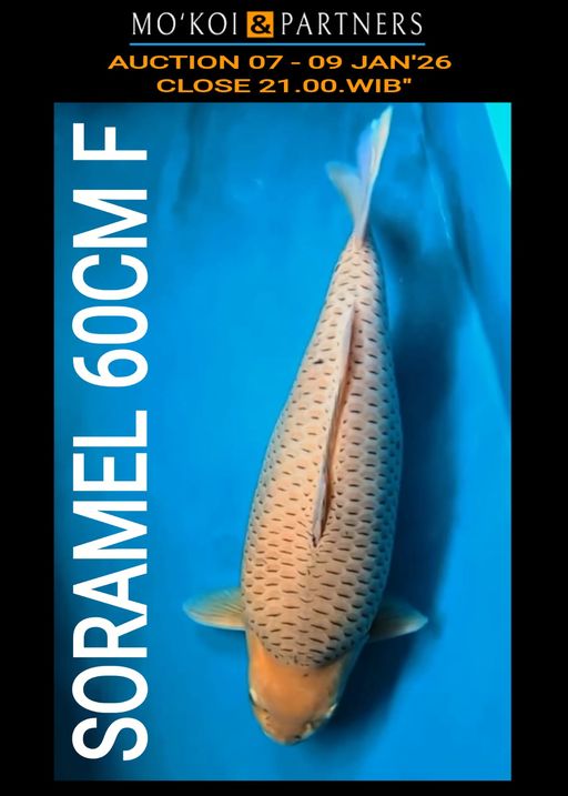 Lelang Koi Online, Jual Beli Ikan Koi, Pusat Jual Beli Koi, Info Lelang Koi Hari Ini, Platform Jual Beli Koi, Jual Beli Ikan Koi Online, Marketplace Ikan Koi, Jual Koi Terbaik, Tempat Beli Koi Berkualitas, Pasar Ikan Koi Online Terpercaya, Penjual Ikan Koi Terpercaya, Beli Koi Hias Online, Ikan Koi untuk Dijual, Koi Kualitas Terbaik, Toko Online Ikan Koi, Koi Hias Untuk Dijual, Jual Beli Ikan Koi Lokal, Koi Indonesia Online, Pusat Jual Beli Koi Terbesar