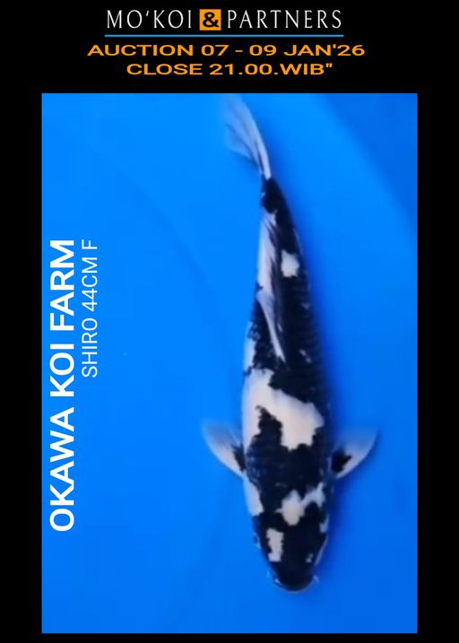 Lelang Koi Online, Jual Beli Ikan Koi, Pusat Jual Beli Koi, Info Lelang Koi Hari Ini, Platform Jual Beli Koi, Jual Beli Ikan Koi Online, Marketplace Ikan Koi, Jual Koi Terbaik, Tempat Beli Koi Berkualitas, Pasar Ikan Koi Online Terpercaya, Penjual Ikan Koi Terpercaya, Beli Koi Hias Online, Ikan Koi untuk Dijual, Koi Kualitas Terbaik, Toko Online Ikan Koi, Koi Hias Untuk Dijual, Jual Beli Ikan Koi Lokal, Koi Indonesia Online, Pusat Jual Beli Koi Terbesar