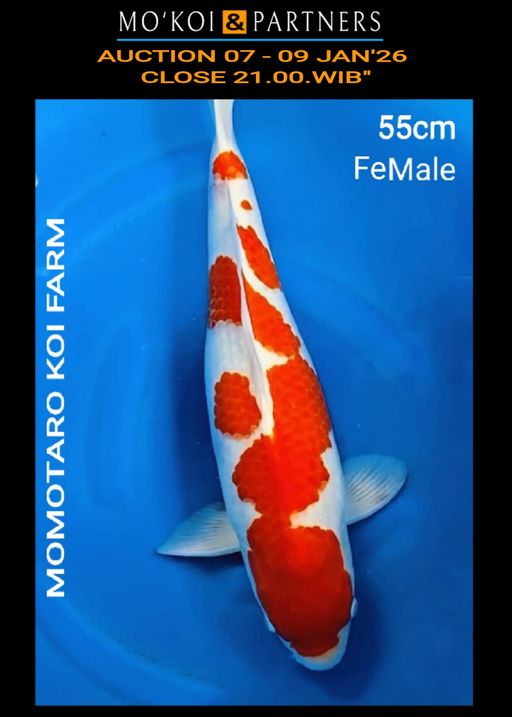 Lelang Koi Online, Jual Beli Ikan Koi, Pusat Jual Beli Koi, Info Lelang Koi Hari Ini, Platform Jual Beli Koi, Jual Beli Ikan Koi Online, Marketplace Ikan Koi, Jual Koi Terbaik, Tempat Beli Koi Berkualitas, Pasar Ikan Koi Online Terpercaya, Penjual Ikan Koi Terpercaya, Beli Koi Hias Online, Ikan Koi untuk Dijual, Koi Kualitas Terbaik, Toko Online Ikan Koi, Koi Hias Untuk Dijual, Jual Beli Ikan Koi Lokal, Koi Indonesia Online, Pusat Jual Beli Koi Terbesar