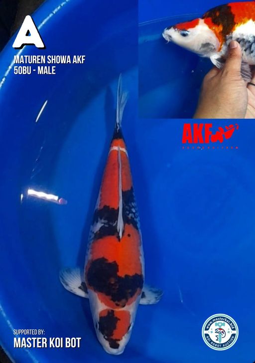 Ikan Koi MATUREN SHOWA AKF 50BU, lelang koi MATUREN SHOWA AKF 50BU, jual koi MATUREN SHOWA AKF 50BU, beli koi MATUREN SHOWA AKF 50BU, Lelang Koi Online, Jual Beli Ikan Koi, Pusat Jual Beli Koi, Info Lelang Koi Hari Ini, Platform Jual Beli Koi, Jual Beli Ikan Koi Online, Marketplace Ikan Koi, Jual Koi Terbaik, Tempat Beli Koi Berkualitas, Pasar Ikan Koi Online Terpercaya, Penjual Ikan Koi Terpercaya, Beli Koi Hias Online, Ikan Koi untuk Dijual, Koi Kualitas Terbaik, Toko Online Ikan Koi, Koi Hias Untuk Dijual, Jual Beli Ikan Koi Lokal, Koi Indonesia Online, Pusat Jual Beli Koi Terbesar