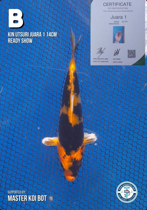 Ikan Koi KIN UTSURI JUARA 1 14cm READY SHOW, lelang koi KIN UTSURI JUARA 1 14cm READY SHOW, jual koi KIN UTSURI JUARA 1 14cm READY SHOW, beli koi KIN UTSURI JUARA 1 14cm READY SHOW, Lelang Koi Online, Jual Beli Ikan Koi, Pusat Jual Beli Koi, Info Lelang Koi Hari Ini, Platform Jual Beli Koi, Jual Beli Ikan Koi Online, Marketplace Ikan Koi, Jual Koi Terbaik, Tempat Beli Koi Berkualitas, Pasar Ikan Koi Online Terpercaya, Penjual Ikan Koi Terpercaya, Beli Koi Hias Online, Ikan Koi untuk Dijual, Koi Kualitas Terbaik, Toko Online Ikan Koi, Koi Hias Untuk Dijual, Jual Beli Ikan Koi Lokal, Koi Indonesia Online, Pusat Jual Beli Koi Terbesar