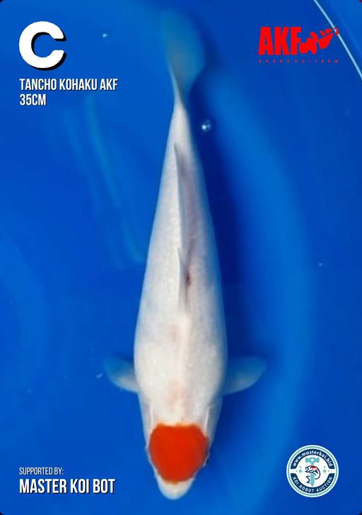 Ikan Koi TANCHO KOHAKU AKF 35cm, lelang koi TANCHO KOHAKU AKF 35cm, jual koi TANCHO KOHAKU AKF 35cm, beli koi TANCHO KOHAKU AKF 35cm, Lelang Koi Online, Jual Beli Ikan Koi, Pusat Jual Beli Koi, Info Lelang Koi Hari Ini, Platform Jual Beli Koi, Jual Beli Ikan Koi Online, Marketplace Ikan Koi, Jual Koi Terbaik, Tempat Beli Koi Berkualitas, Pasar Ikan Koi Online Terpercaya, Penjual Ikan Koi Terpercaya, Beli Koi Hias Online, Ikan Koi untuk Dijual, Koi Kualitas Terbaik, Toko Online Ikan Koi, Koi Hias Untuk Dijual, Jual Beli Ikan Koi Lokal, Koi Indonesia Online, Pusat Jual Beli Koi Terbesar