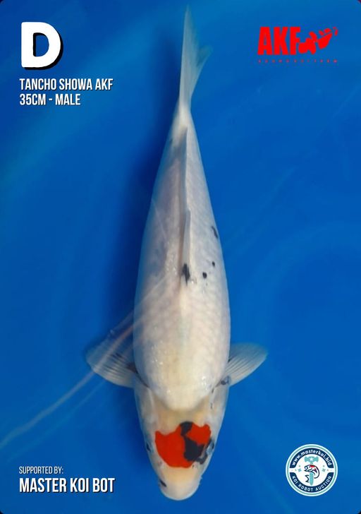 Ikan Koi TANCHO SHOWA AKF 35cm, lelang koi TANCHO SHOWA AKF 35cm, jual koi TANCHO SHOWA AKF 35cm, beli koi TANCHO SHOWA AKF 35cm, Lelang Koi Online, Jual Beli Ikan Koi, Pusat Jual Beli Koi, Info Lelang Koi Hari Ini, Platform Jual Beli Koi, Jual Beli Ikan Koi Online, Marketplace Ikan Koi, Jual Koi Terbaik, Tempat Beli Koi Berkualitas, Pasar Ikan Koi Online Terpercaya, Penjual Ikan Koi Terpercaya, Beli Koi Hias Online, Ikan Koi untuk Dijual, Koi Kualitas Terbaik, Toko Online Ikan Koi, Koi Hias Untuk Dijual, Jual Beli Ikan Koi Lokal, Koi Indonesia Online, Pusat Jual Beli Koi Terbesar