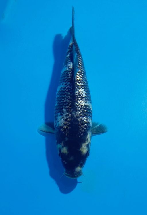 Ikan Koi SHIRO FULL GINDRIN MINION F1 SHINODA UNCHEK 18cm, lelang koi SHIRO FULL GINDRIN MINION F1 SHINODA UNCHEK 18cm, jual koi SHIRO FULL GINDRIN MINION F1 SHINODA UNCHEK 18cm, beli koi SHIRO FULL GINDRIN MINION F1 SHINODA UNCHEK 18cm, Lelang Koi Online, Jual Beli Ikan Koi, Pusat Jual Beli Koi, Info Lelang Koi Hari Ini, Platform Jual Beli Koi, Jual Beli Ikan Koi Online, Marketplace Ikan Koi, Jual Koi Terbaik, Tempat Beli Koi Berkualitas, Pasar Ikan Koi Online Terpercaya, Penjual Ikan Koi Terpercaya, Beli Koi Hias Online, Ikan Koi untuk Dijual, Koi Kualitas Terbaik, Toko Online Ikan Koi, Koi Hias Untuk Dijual, Jual Beli Ikan Koi Lokal, Koi Indonesia Online, Pusat Jual Beli Koi Terbesar