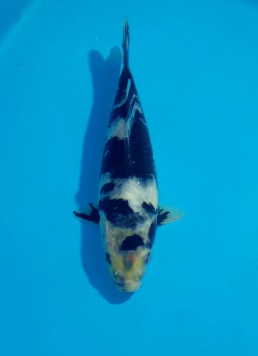 Ikan Koi SHIRO MINION F1 SHINODA UNCHEK 16cm, lelang koi SHIRO MINION F1 SHINODA UNCHEK 16cm, jual koi SHIRO MINION F1 SHINODA UNCHEK 16cm, beli koi SHIRO MINION F1 SHINODA UNCHEK 16cm, Lelang Koi Online, Jual Beli Ikan Koi, Pusat Jual Beli Koi, Info Lelang Koi Hari Ini, Platform Jual Beli Koi, Jual Beli Ikan Koi Online, Marketplace Ikan Koi, Jual Koi Terbaik, Tempat Beli Koi Berkualitas, Pasar Ikan Koi Online Terpercaya, Penjual Ikan Koi Terpercaya, Beli Koi Hias Online, Ikan Koi untuk Dijual, Koi Kualitas Terbaik, Toko Online Ikan Koi, Koi Hias Untuk Dijual, Jual Beli Ikan Koi Lokal, Koi Indonesia Online, Pusat Jual Beli Koi Terbesar