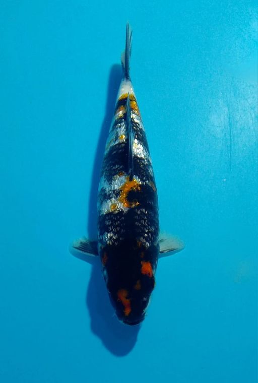 Ikan Koi HI SHOWA MINION FULL GINDRIN F1 SHINODA UNCHEK 18cm, lelang koi HI SHOWA MINION FULL GINDRIN F1 SHINODA UNCHEK 18cm, jual koi HI SHOWA MINION FULL GINDRIN F1 SHINODA UNCHEK 18cm, beli koi HI SHOWA MINION FULL GINDRIN F1 SHINODA UNCHEK 18cm, Lelang Koi Online, Jual Beli Ikan Koi, Pusat Jual Beli Koi, Info Lelang Koi Hari Ini, Platform Jual Beli Koi, Jual Beli Ikan Koi Online, Marketplace Ikan Koi, Jual Koi Terbaik, Tempat Beli Koi Berkualitas, Pasar Ikan Koi Online Terpercaya, Penjual Ikan Koi Terpercaya, Beli Koi Hias Online, Ikan Koi untuk Dijual, Koi Kualitas Terbaik, Toko Online Ikan Koi, Koi Hias Untuk Dijual, Jual Beli Ikan Koi Lokal, Koi Indonesia Online, Pusat Jual Beli Koi Terbesar