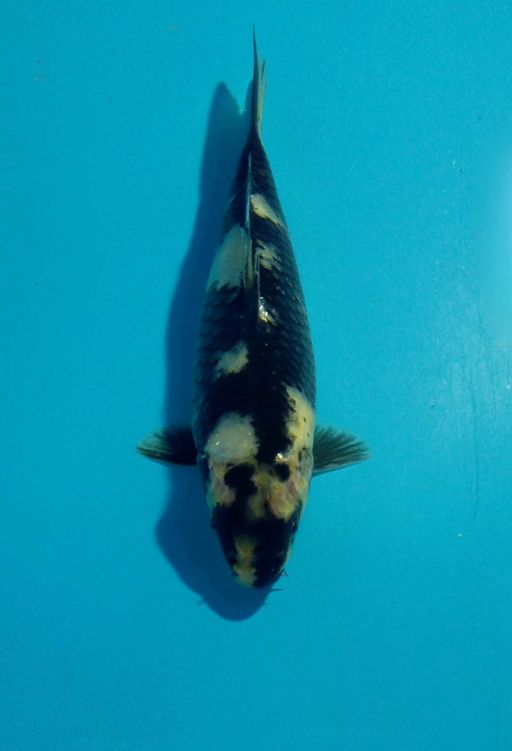 Ikan Koi MINION SHIRO F1 SHINODA UNCHEK 15cm, lelang koi MINION SHIRO F1 SHINODA UNCHEK 15cm, jual koi MINION SHIRO F1 SHINODA UNCHEK 15cm, beli koi MINION SHIRO F1 SHINODA UNCHEK 15cm, Lelang Koi Online, Jual Beli Ikan Koi, Pusat Jual Beli Koi, Info Lelang Koi Hari Ini, Platform Jual Beli Koi, Jual Beli Ikan Koi Online, Marketplace Ikan Koi, Jual Koi Terbaik, Tempat Beli Koi Berkualitas, Pasar Ikan Koi Online Terpercaya, Penjual Ikan Koi Terpercaya, Beli Koi Hias Online, Ikan Koi untuk Dijual, Koi Kualitas Terbaik, Toko Online Ikan Koi, Koi Hias Untuk Dijual, Jual Beli Ikan Koi Lokal, Koi Indonesia Online, Pusat Jual Beli Koi Terbesar