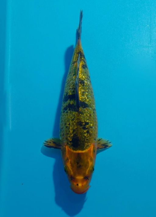 Ikan Koi MINION KI BEKKO GINRIND LANGKA UNCHEK 18cm, lelang koi MINION KI BEKKO GINRIND LANGKA UNCHEK 18cm, jual koi MINION KI BEKKO GINRIND LANGKA UNCHEK 18cm, beli koi MINION KI BEKKO GINRIND LANGKA UNCHEK 18cm, Lelang Koi Online, Jual Beli Ikan Koi, Pusat Jual Beli Koi, Info Lelang Koi Hari Ini, Platform Jual Beli Koi, Jual Beli Ikan Koi Online, Marketplace Ikan Koi, Jual Koi Terbaik, Tempat Beli Koi Berkualitas, Pasar Ikan Koi Online Terpercaya, Penjual Ikan Koi Terpercaya, Beli Koi Hias Online, Ikan Koi untuk Dijual, Koi Kualitas Terbaik, Toko Online Ikan Koi, Koi Hias Untuk Dijual, Jual Beli Ikan Koi Lokal, Koi Indonesia Online, Pusat Jual Beli Koi Terbesar