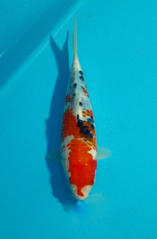 Ikan Koi MINION SANKE KANOKO UNCHEK 20cm, lelang koi MINION SANKE KANOKO UNCHEK 20cm, jual koi MINION SANKE KANOKO UNCHEK 20cm, beli koi MINION SANKE KANOKO UNCHEK 20cm, Lelang Koi Online, Jual Beli Ikan Koi, Pusat Jual Beli Koi, Info Lelang Koi Hari Ini, Platform Jual Beli Koi, Jual Beli Ikan Koi Online, Marketplace Ikan Koi, Jual Koi Terbaik, Tempat Beli Koi Berkualitas, Pasar Ikan Koi Online Terpercaya, Penjual Ikan Koi Terpercaya, Beli Koi Hias Online, Ikan Koi untuk Dijual, Koi Kualitas Terbaik, Toko Online Ikan Koi, Koi Hias Untuk Dijual, Jual Beli Ikan Koi Lokal, Koi Indonesia Online, Pusat Jual Beli Koi Terbesar