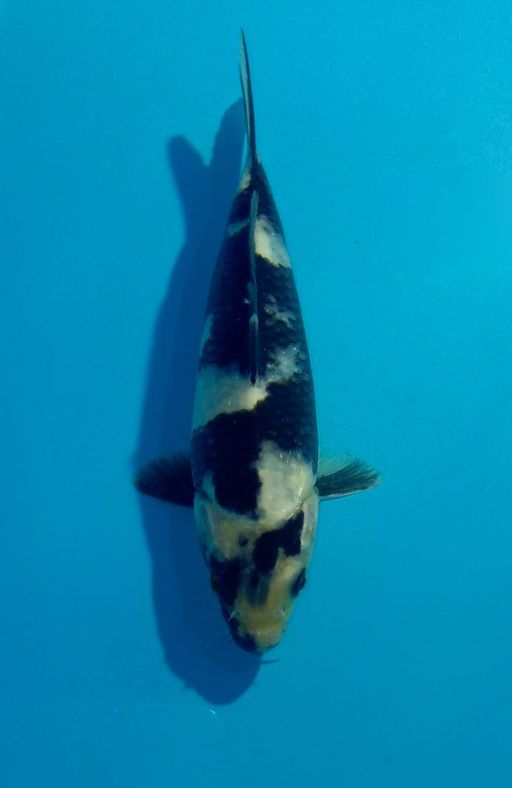 Ikan Koi SHIRO MINION F1 SHINODA UNCHEK 16cm, lelang koi SHIRO MINION F1 SHINODA UNCHEK 16cm, jual koi SHIRO MINION F1 SHINODA UNCHEK 16cm, beli koi SHIRO MINION F1 SHINODA UNCHEK 16cm, Lelang Koi Online, Jual Beli Ikan Koi, Pusat Jual Beli Koi, Info Lelang Koi Hari Ini, Platform Jual Beli Koi, Jual Beli Ikan Koi Online, Marketplace Ikan Koi, Jual Koi Terbaik, Tempat Beli Koi Berkualitas, Pasar Ikan Koi Online Terpercaya, Penjual Ikan Koi Terpercaya, Beli Koi Hias Online, Ikan Koi untuk Dijual, Koi Kualitas Terbaik, Toko Online Ikan Koi, Koi Hias Untuk Dijual, Jual Beli Ikan Koi Lokal, Koi Indonesia Online, Pusat Jual Beli Koi Terbesar