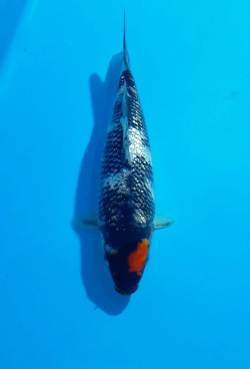 Ikan Koi TANCHO SHOWA GINDRIN MINION F1 SHINODA UNCHEK 15cm, lelang koi TANCHO SHOWA GINDRIN MINION F1 SHINODA UNCHEK 15cm, jual koi TANCHO SHOWA GINDRIN MINION F1 SHINODA UNCHEK 15cm, beli koi TANCHO SHOWA GINDRIN MINION F1 SHINODA UNCHEK 15cm, Lelang Koi Online, Jual Beli Ikan Koi, Pusat Jual Beli Koi, Info Lelang Koi Hari Ini, Platform Jual Beli Koi, Jual Beli Ikan Koi Online, Marketplace Ikan Koi, Jual Koi Terbaik, Tempat Beli Koi Berkualitas, Pasar Ikan Koi Online Terpercaya, Penjual Ikan Koi Terpercaya, Beli Koi Hias Online, Ikan Koi untuk Dijual, Koi Kualitas Terbaik, Toko Online Ikan Koi, Koi Hias Untuk Dijual, Jual Beli Ikan Koi Lokal, Koi Indonesia Online, Pusat Jual Beli Koi Terbesar