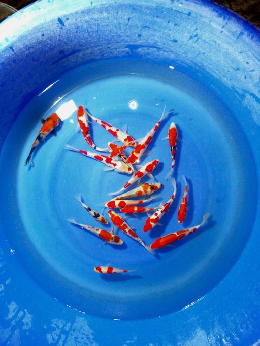 Ikan Koi PAKET MIX KOHAKU SHOWA DOIT X SISIK 19 EKOR UNCHEK 10cm 15cm, lelang koi PAKET MIX KOHAKU SHOWA DOIT X SISIK 19 EKOR UNCHEK 10cm 15cm, jual koi PAKET MIX KOHAKU SHOWA DOIT X SISIK 19 EKOR UNCHEK 10cm 15cm, beli koi PAKET MIX KOHAKU SHOWA DOIT X SISIK 19 EKOR UNCHEK 10cm 15cm, Lelang Koi Online, Jual Beli Ikan Koi, Pusat Jual Beli Koi, Info Lelang Koi Hari Ini, Platform Jual Beli Koi, Jual Beli Ikan Koi Online, Marketplace Ikan Koi, Jual Koi Terbaik, Tempat Beli Koi Berkualitas, Pasar Ikan Koi Online Terpercaya, Penjual Ikan Koi Terpercaya, Beli Koi Hias Online, Ikan Koi untuk Dijual, Koi Kualitas Terbaik, Toko Online Ikan Koi, Koi Hias Untuk Dijual, Jual Beli Ikan Koi Lokal, Koi Indonesia Online, Pusat Jual Beli Koi Terbesar