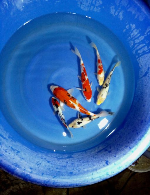 Ikan Koi PAKET MIX SIAP DI GEMUK KAN 6EKOR UNCHEK 20cm 35cm, lelang koi PAKET MIX SIAP DI GEMUK KAN 6EKOR UNCHEK 20cm 35cm, jual koi PAKET MIX SIAP DI GEMUK KAN 6EKOR UNCHEK 20cm 35cm, beli koi PAKET MIX SIAP DI GEMUK KAN 6EKOR UNCHEK 20cm 35cm, Lelang Koi Online, Jual Beli Ikan Koi, Pusat Jual Beli Koi, Info Lelang Koi Hari Ini, Platform Jual Beli Koi, Jual Beli Ikan Koi Online, Marketplace Ikan Koi, Jual Koi Terbaik, Tempat Beli Koi Berkualitas, Pasar Ikan Koi Online Terpercaya, Penjual Ikan Koi Terpercaya, Beli Koi Hias Online, Ikan Koi untuk Dijual, Koi Kualitas Terbaik, Toko Online Ikan Koi, Koi Hias Untuk Dijual, Jual Beli Ikan Koi Lokal, Koi Indonesia Online, Pusat Jual Beli Koi Terbesar