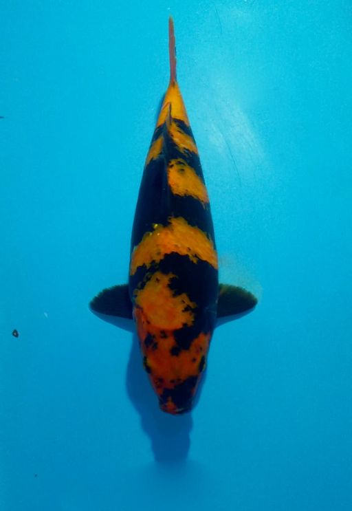 Ikan Koi HI UTSURI AKF UNCHEK 24cm, lelang koi HI UTSURI AKF UNCHEK 24cm, jual koi HI UTSURI AKF UNCHEK 24cm, beli koi HI UTSURI AKF UNCHEK 24cm, Lelang Koi Online, Jual Beli Ikan Koi, Pusat Jual Beli Koi, Info Lelang Koi Hari Ini, Platform Jual Beli Koi, Jual Beli Ikan Koi Online, Marketplace Ikan Koi, Jual Koi Terbaik, Tempat Beli Koi Berkualitas, Pasar Ikan Koi Online Terpercaya, Penjual Ikan Koi Terpercaya, Beli Koi Hias Online, Ikan Koi untuk Dijual, Koi Kualitas Terbaik, Toko Online Ikan Koi, Koi Hias Untuk Dijual, Jual Beli Ikan Koi Lokal, Koi Indonesia Online, Pusat Jual Beli Koi Terbesar
