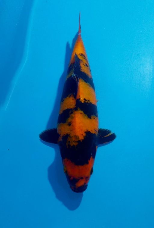 Ikan Koi HI UTSURI AKF UNCHEK 23cm, lelang koi HI UTSURI AKF UNCHEK 23cm, jual koi HI UTSURI AKF UNCHEK 23cm, beli koi HI UTSURI AKF UNCHEK 23cm, Lelang Koi Online, Jual Beli Ikan Koi, Pusat Jual Beli Koi, Info Lelang Koi Hari Ini, Platform Jual Beli Koi, Jual Beli Ikan Koi Online, Marketplace Ikan Koi, Jual Koi Terbaik, Tempat Beli Koi Berkualitas, Pasar Ikan Koi Online Terpercaya, Penjual Ikan Koi Terpercaya, Beli Koi Hias Online, Ikan Koi untuk Dijual, Koi Kualitas Terbaik, Toko Online Ikan Koi, Koi Hias Untuk Dijual, Jual Beli Ikan Koi Lokal, Koi Indonesia Online, Pusat Jual Beli Koi Terbesar