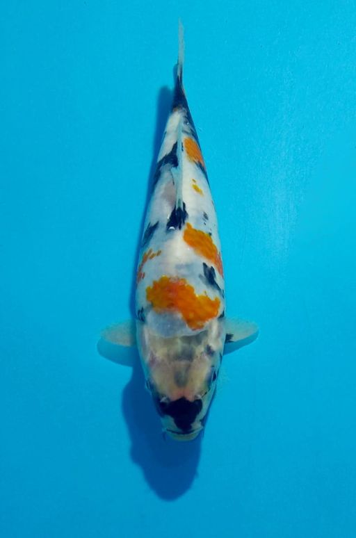 Ikan Koi KINDAI SHOWA TATEGOI AKF UNCHEK 20cm, lelang koi KINDAI SHOWA TATEGOI AKF UNCHEK 20cm, jual koi KINDAI SHOWA TATEGOI AKF UNCHEK 20cm, beli koi KINDAI SHOWA TATEGOI AKF UNCHEK 20cm, Lelang Koi Online, Jual Beli Ikan Koi, Pusat Jual Beli Koi, Info Lelang Koi Hari Ini, Platform Jual Beli Koi, Jual Beli Ikan Koi Online, Marketplace Ikan Koi, Jual Koi Terbaik, Tempat Beli Koi Berkualitas, Pasar Ikan Koi Online Terpercaya, Penjual Ikan Koi Terpercaya, Beli Koi Hias Online, Ikan Koi untuk Dijual, Koi Kualitas Terbaik, Toko Online Ikan Koi, Koi Hias Untuk Dijual, Jual Beli Ikan Koi Lokal, Koi Indonesia Online, Pusat Jual Beli Koi Terbesar