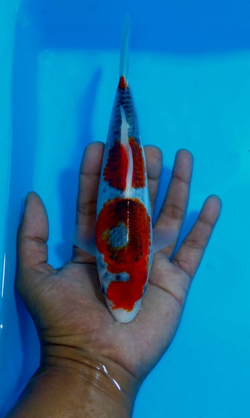 Ikan Koi RED GOSHIKI F1 MARUSEI UNCHEK 21cm, lelang koi RED GOSHIKI F1 MARUSEI UNCHEK 21cm, jual koi RED GOSHIKI F1 MARUSEI UNCHEK 21cm, beli koi RED GOSHIKI F1 MARUSEI UNCHEK 21cm, Lelang Koi Online, Jual Beli Ikan Koi, Pusat Jual Beli Koi, Info Lelang Koi Hari Ini, Platform Jual Beli Koi, Jual Beli Ikan Koi Online, Marketplace Ikan Koi, Jual Koi Terbaik, Tempat Beli Koi Berkualitas, Pasar Ikan Koi Online Terpercaya, Penjual Ikan Koi Terpercaya, Beli Koi Hias Online, Ikan Koi untuk Dijual, Koi Kualitas Terbaik, Toko Online Ikan Koi, Koi Hias Untuk Dijual, Jual Beli Ikan Koi Lokal, Koi Indonesia Online, Pusat Jual Beli Koi Terbesar