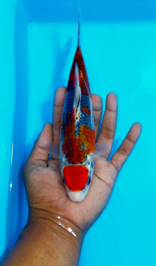 Ikan Koi RED GOSHIKI F1 MARUSEI UNCHEK 25cm, lelang koi RED GOSHIKI F1 MARUSEI UNCHEK 25cm, jual koi RED GOSHIKI F1 MARUSEI UNCHEK 25cm, beli koi RED GOSHIKI F1 MARUSEI UNCHEK 25cm, Lelang Koi Online, Jual Beli Ikan Koi, Pusat Jual Beli Koi, Info Lelang Koi Hari Ini, Platform Jual Beli Koi, Jual Beli Ikan Koi Online, Marketplace Ikan Koi, Jual Koi Terbaik, Tempat Beli Koi Berkualitas, Pasar Ikan Koi Online Terpercaya, Penjual Ikan Koi Terpercaya, Beli Koi Hias Online, Ikan Koi untuk Dijual, Koi Kualitas Terbaik, Toko Online Ikan Koi, Koi Hias Untuk Dijual, Jual Beli Ikan Koi Lokal, Koi Indonesia Online, Pusat Jual Beli Koi Terbesar