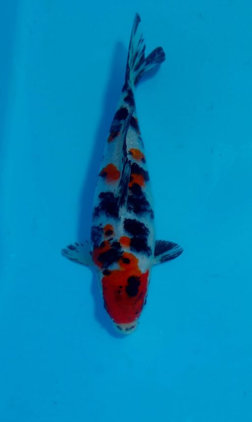 Ikan Koi RED SANKE F1 SAKAI UNCHEK 20cm, lelang koi RED SANKE F1 SAKAI UNCHEK 20cm, jual koi RED SANKE F1 SAKAI UNCHEK 20cm, beli koi RED SANKE F1 SAKAI UNCHEK 20cm, Lelang Koi Online, Jual Beli Ikan Koi, Pusat Jual Beli Koi, Info Lelang Koi Hari Ini, Platform Jual Beli Koi, Jual Beli Ikan Koi Online, Marketplace Ikan Koi, Jual Koi Terbaik, Tempat Beli Koi Berkualitas, Pasar Ikan Koi Online Terpercaya, Penjual Ikan Koi Terpercaya, Beli Koi Hias Online, Ikan Koi untuk Dijual, Koi Kualitas Terbaik, Toko Online Ikan Koi, Koi Hias Untuk Dijual, Jual Beli Ikan Koi Lokal, Koi Indonesia Online, Pusat Jual Beli Koi Terbesar