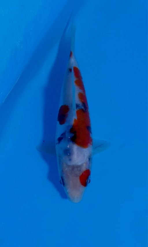 Ikan Koi RED SANKE DOITSU F1 SHINODA UNCHEK 20cm, lelang koi RED SANKE DOITSU F1 SHINODA UNCHEK 20cm, jual koi RED SANKE DOITSU F1 SHINODA UNCHEK 20cm, beli koi RED SANKE DOITSU F1 SHINODA UNCHEK 20cm, Lelang Koi Online, Jual Beli Ikan Koi, Pusat Jual Beli Koi, Info Lelang Koi Hari Ini, Platform Jual Beli Koi, Jual Beli Ikan Koi Online, Marketplace Ikan Koi, Jual Koi Terbaik, Tempat Beli Koi Berkualitas, Pasar Ikan Koi Online Terpercaya, Penjual Ikan Koi Terpercaya, Beli Koi Hias Online, Ikan Koi untuk Dijual, Koi Kualitas Terbaik, Toko Online Ikan Koi, Koi Hias Untuk Dijual, Jual Beli Ikan Koi Lokal, Koi Indonesia Online, Pusat Jual Beli Koi Terbesar
