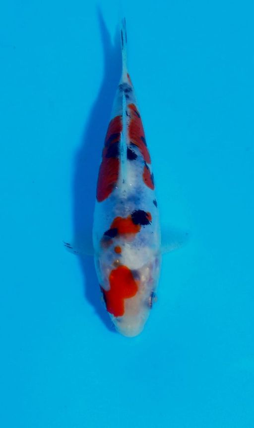 Ikan Koi RED SANKE DOITSU F1 SHINODA UNCHEK 29cm, lelang koi RED SANKE DOITSU F1 SHINODA UNCHEK 29cm, jual koi RED SANKE DOITSU F1 SHINODA UNCHEK 29cm, beli koi RED SANKE DOITSU F1 SHINODA UNCHEK 29cm, Lelang Koi Online, Jual Beli Ikan Koi, Pusat Jual Beli Koi, Info Lelang Koi Hari Ini, Platform Jual Beli Koi, Jual Beli Ikan Koi Online, Marketplace Ikan Koi, Jual Koi Terbaik, Tempat Beli Koi Berkualitas, Pasar Ikan Koi Online Terpercaya, Penjual Ikan Koi Terpercaya, Beli Koi Hias Online, Ikan Koi untuk Dijual, Koi Kualitas Terbaik, Toko Online Ikan Koi, Koi Hias Untuk Dijual, Jual Beli Ikan Koi Lokal, Koi Indonesia Online, Pusat Jual Beli Koi Terbesar