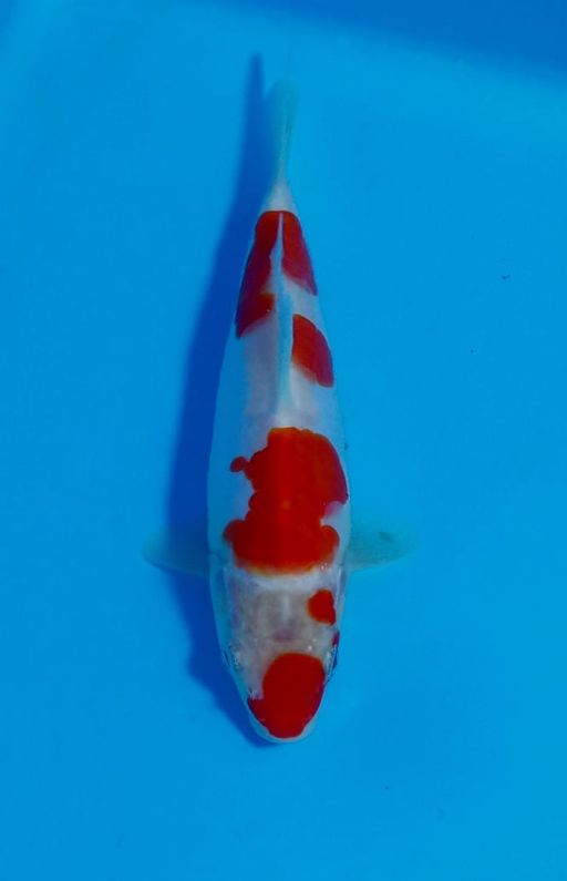 Ikan Koi RED KOHAKU DOITSU F1 SHINODA UNCHEK 20cm, lelang koi RED KOHAKU DOITSU F1 SHINODA UNCHEK 20cm, jual koi RED KOHAKU DOITSU F1 SHINODA UNCHEK 20cm, beli koi RED KOHAKU DOITSU F1 SHINODA UNCHEK 20cm, Lelang Koi Online, Jual Beli Ikan Koi, Pusat Jual Beli Koi, Info Lelang Koi Hari Ini, Platform Jual Beli Koi, Jual Beli Ikan Koi Online, Marketplace Ikan Koi, Jual Koi Terbaik, Tempat Beli Koi Berkualitas, Pasar Ikan Koi Online Terpercaya, Penjual Ikan Koi Terpercaya, Beli Koi Hias Online, Ikan Koi untuk Dijual, Koi Kualitas Terbaik, Toko Online Ikan Koi, Koi Hias Untuk Dijual, Jual Beli Ikan Koi Lokal, Koi Indonesia Online, Pusat Jual Beli Koi Terbesar