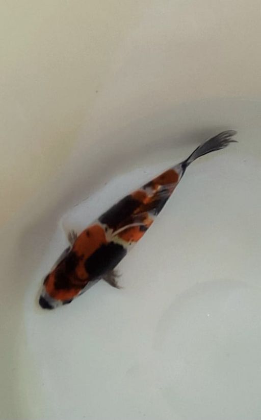 Ikan Koi SHOWA KOROMO LANGKA DOITSU F1 SHINODA UNCHEK 19cm, lelang koi SHOWA KOROMO LANGKA DOITSU F1 SHINODA UNCHEK 19cm, jual koi SHOWA KOROMO LANGKA DOITSU F1 SHINODA UNCHEK 19cm, beli koi SHOWA KOROMO LANGKA DOITSU F1 SHINODA UNCHEK 19cm, Lelang Koi Online, Jual Beli Ikan Koi, Pusat Jual Beli Koi, Info Lelang Koi Hari Ini, Platform Jual Beli Koi, Jual Beli Ikan Koi Online, Marketplace Ikan Koi, Jual Koi Terbaik, Tempat Beli Koi Berkualitas, Pasar Ikan Koi Online Terpercaya, Penjual Ikan Koi Terpercaya, Beli Koi Hias Online, Ikan Koi untuk Dijual, Koi Kualitas Terbaik, Toko Online Ikan Koi, Koi Hias Untuk Dijual, Jual Beli Ikan Koi Lokal, Koi Indonesia Online, Pusat Jual Beli Koi Terbesar