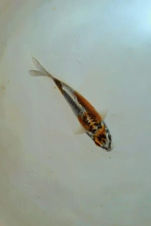 Ikan Koi MINION KUJAKU DOITSU F1 MARUSEI UNCHEK 15cm, lelang koi MINION KUJAKU DOITSU F1 MARUSEI UNCHEK 15cm, jual koi MINION KUJAKU DOITSU F1 MARUSEI UNCHEK 15cm, beli koi MINION KUJAKU DOITSU F1 MARUSEI UNCHEK 15cm, Lelang Koi Online, Jual Beli Ikan Koi, Pusat Jual Beli Koi, Info Lelang Koi Hari Ini, Platform Jual Beli Koi, Jual Beli Ikan Koi Online, Marketplace Ikan Koi, Jual Koi Terbaik, Tempat Beli Koi Berkualitas, Pasar Ikan Koi Online Terpercaya, Penjual Ikan Koi Terpercaya, Beli Koi Hias Online, Ikan Koi untuk Dijual, Koi Kualitas Terbaik, Toko Online Ikan Koi, Koi Hias Untuk Dijual, Jual Beli Ikan Koi Lokal, Koi Indonesia Online, Pusat Jual Beli Koi Terbesar