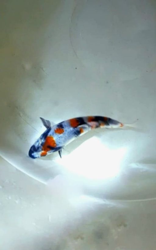 Ikan Koi MINION KINDAI SHOWA F1 SAKAI UNCHEK 15cm, lelang koi MINION KINDAI SHOWA F1 SAKAI UNCHEK 15cm, jual koi MINION KINDAI SHOWA F1 SAKAI UNCHEK 15cm, beli koi MINION KINDAI SHOWA F1 SAKAI UNCHEK 15cm, Lelang Koi Online, Jual Beli Ikan Koi, Pusat Jual Beli Koi, Info Lelang Koi Hari Ini, Platform Jual Beli Koi, Jual Beli Ikan Koi Online, Marketplace Ikan Koi, Jual Koi Terbaik, Tempat Beli Koi Berkualitas, Pasar Ikan Koi Online Terpercaya, Penjual Ikan Koi Terpercaya, Beli Koi Hias Online, Ikan Koi untuk Dijual, Koi Kualitas Terbaik, Toko Online Ikan Koi, Koi Hias Untuk Dijual, Jual Beli Ikan Koi Lokal, Koi Indonesia Online, Pusat Jual Beli Koi Terbesar