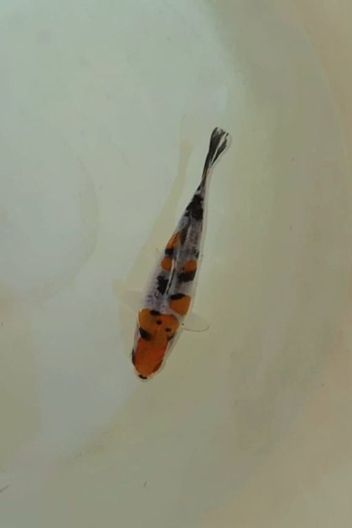 Ikan Koi MINION KI SANKE DOITSU F1 SHINODA UNCHEK 10cm, lelang koi MINION KI SANKE DOITSU F1 SHINODA UNCHEK 10cm, jual koi MINION KI SANKE DOITSU F1 SHINODA UNCHEK 10cm, beli koi MINION KI SANKE DOITSU F1 SHINODA UNCHEK 10cm, Lelang Koi Online, Jual Beli Ikan Koi, Pusat Jual Beli Koi, Info Lelang Koi Hari Ini, Platform Jual Beli Koi, Jual Beli Ikan Koi Online, Marketplace Ikan Koi, Jual Koi Terbaik, Tempat Beli Koi Berkualitas, Pasar Ikan Koi Online Terpercaya, Penjual Ikan Koi Terpercaya, Beli Koi Hias Online, Ikan Koi untuk Dijual, Koi Kualitas Terbaik, Toko Online Ikan Koi, Koi Hias Untuk Dijual, Jual Beli Ikan Koi Lokal, Koi Indonesia Online, Pusat Jual Beli Koi Terbesar
