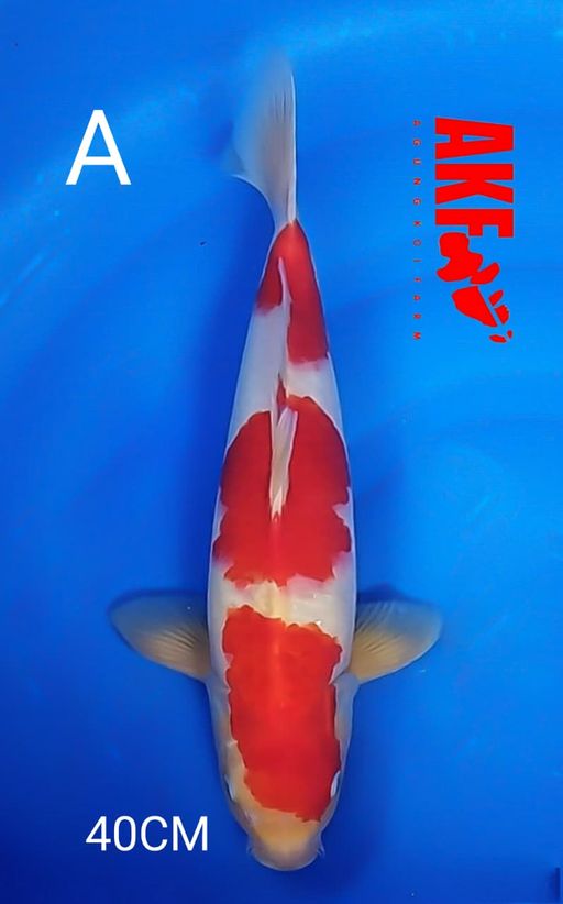 Ikan Koi KOHAKU BY AKF TINGGAL PUSS PAKAN 40cm, lelang koi KOHAKU BY AKF TINGGAL PUSS PAKAN 40cm, jual koi KOHAKU BY AKF TINGGAL PUSS PAKAN 40cm, beli koi KOHAKU BY AKF TINGGAL PUSS PAKAN 40cm, Lelang Koi Online, Jual Beli Ikan Koi, Pusat Jual Beli Koi, Info Lelang Koi Hari Ini, Platform Jual Beli Koi, Jual Beli Ikan Koi Online, Marketplace Ikan Koi, Jual Koi Terbaik, Tempat Beli Koi Berkualitas, Pasar Ikan Koi Online Terpercaya, Penjual Ikan Koi Terpercaya, Beli Koi Hias Online, Ikan Koi untuk Dijual, Koi Kualitas Terbaik, Toko Online Ikan Koi, Koi Hias Untuk Dijual, Jual Beli Ikan Koi Lokal, Koi Indonesia Online, Pusat Jual Beli Koi Terbesar