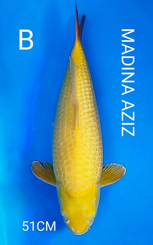 Ikan Koi KARASI GINRIN BY SAIFUL AZIZ 51cm, lelang koi KARASI GINRIN BY SAIFUL AZIZ 51cm, jual koi KARASI GINRIN BY SAIFUL AZIZ 51cm, beli koi KARASI GINRIN BY SAIFUL AZIZ 51cm, Lelang Koi Online, Jual Beli Ikan Koi, Pusat Jual Beli Koi, Info Lelang Koi Hari Ini, Platform Jual Beli Koi, Jual Beli Ikan Koi Online, Marketplace Ikan Koi, Jual Koi Terbaik, Tempat Beli Koi Berkualitas, Pasar Ikan Koi Online Terpercaya, Penjual Ikan Koi Terpercaya, Beli Koi Hias Online, Ikan Koi untuk Dijual, Koi Kualitas Terbaik, Toko Online Ikan Koi, Koi Hias Untuk Dijual, Jual Beli Ikan Koi Lokal, Koi Indonesia Online, Pusat Jual Beli Koi Terbesar
