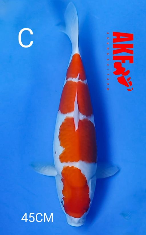 Ikan Koi KOHAKU BY AKF 4STEP 45cm, lelang koi KOHAKU BY AKF 4STEP 45cm, jual koi KOHAKU BY AKF 4STEP 45cm, beli koi KOHAKU BY AKF 4STEP 45cm, Lelang Koi Online, Jual Beli Ikan Koi, Pusat Jual Beli Koi, Info Lelang Koi Hari Ini, Platform Jual Beli Koi, Jual Beli Ikan Koi Online, Marketplace Ikan Koi, Jual Koi Terbaik, Tempat Beli Koi Berkualitas, Pasar Ikan Koi Online Terpercaya, Penjual Ikan Koi Terpercaya, Beli Koi Hias Online, Ikan Koi untuk Dijual, Koi Kualitas Terbaik, Toko Online Ikan Koi, Koi Hias Untuk Dijual, Jual Beli Ikan Koi Lokal, Koi Indonesia Online, Pusat Jual Beli Koi Terbesar