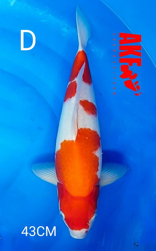 Ikan Koi KOHAKU BY AKF 43cm, lelang koi KOHAKU BY AKF 43cm, jual koi KOHAKU BY AKF 43cm, beli koi KOHAKU BY AKF 43cm, Lelang Koi Online, Jual Beli Ikan Koi, Pusat Jual Beli Koi, Info Lelang Koi Hari Ini, Platform Jual Beli Koi, Jual Beli Ikan Koi Online, Marketplace Ikan Koi, Jual Koi Terbaik, Tempat Beli Koi Berkualitas, Pasar Ikan Koi Online Terpercaya, Penjual Ikan Koi Terpercaya, Beli Koi Hias Online, Ikan Koi untuk Dijual, Koi Kualitas Terbaik, Toko Online Ikan Koi, Koi Hias Untuk Dijual, Jual Beli Ikan Koi Lokal, Koi Indonesia Online, Pusat Jual Beli Koi Terbesar