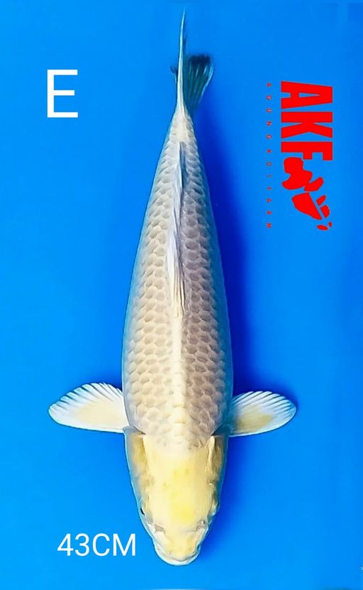 Ikan Koi YAMABUKI OGON BY AKF 43cm, lelang koi YAMABUKI OGON BY AKF 43cm, jual koi YAMABUKI OGON BY AKF 43cm, beli koi YAMABUKI OGON BY AKF 43cm, Lelang Koi Online, Jual Beli Ikan Koi, Pusat Jual Beli Koi, Info Lelang Koi Hari Ini, Platform Jual Beli Koi, Jual Beli Ikan Koi Online, Marketplace Ikan Koi, Jual Koi Terbaik, Tempat Beli Koi Berkualitas, Pasar Ikan Koi Online Terpercaya, Penjual Ikan Koi Terpercaya, Beli Koi Hias Online, Ikan Koi untuk Dijual, Koi Kualitas Terbaik, Toko Online Ikan Koi, Koi Hias Untuk Dijual, Jual Beli Ikan Koi Lokal, Koi Indonesia Online, Pusat Jual Beli Koi Terbesar