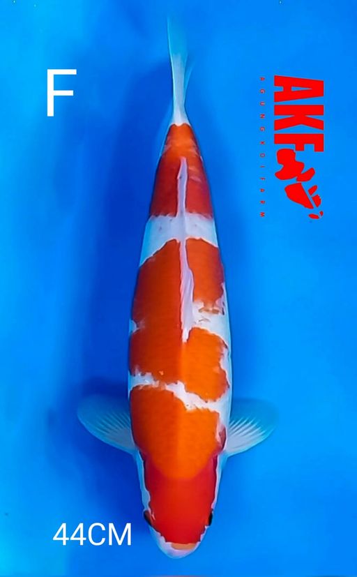 Ikan Koi KOHAKU BY AKF 44cm, lelang koi KOHAKU BY AKF 44cm, jual koi KOHAKU BY AKF 44cm, beli koi KOHAKU BY AKF 44cm, Lelang Koi Online, Jual Beli Ikan Koi, Pusat Jual Beli Koi, Info Lelang Koi Hari Ini, Platform Jual Beli Koi, Jual Beli Ikan Koi Online, Marketplace Ikan Koi, Jual Koi Terbaik, Tempat Beli Koi Berkualitas, Pasar Ikan Koi Online Terpercaya, Penjual Ikan Koi Terpercaya, Beli Koi Hias Online, Ikan Koi untuk Dijual, Koi Kualitas Terbaik, Toko Online Ikan Koi, Koi Hias Untuk Dijual, Jual Beli Ikan Koi Lokal, Koi Indonesia Online, Pusat Jual Beli Koi Terbesar